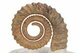 Early Devonian Ammonoid (Anetoceras) - Tazarine, Morocco #264867-2